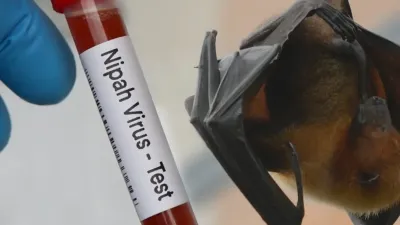 Waspada Virus Nipah: DPR Minta Pintu Masuk RI Diperketat