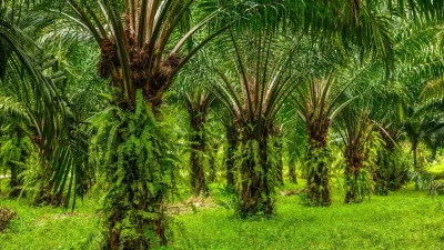 Kementan Genjot Produktivitas Kelapa Sawit 2026