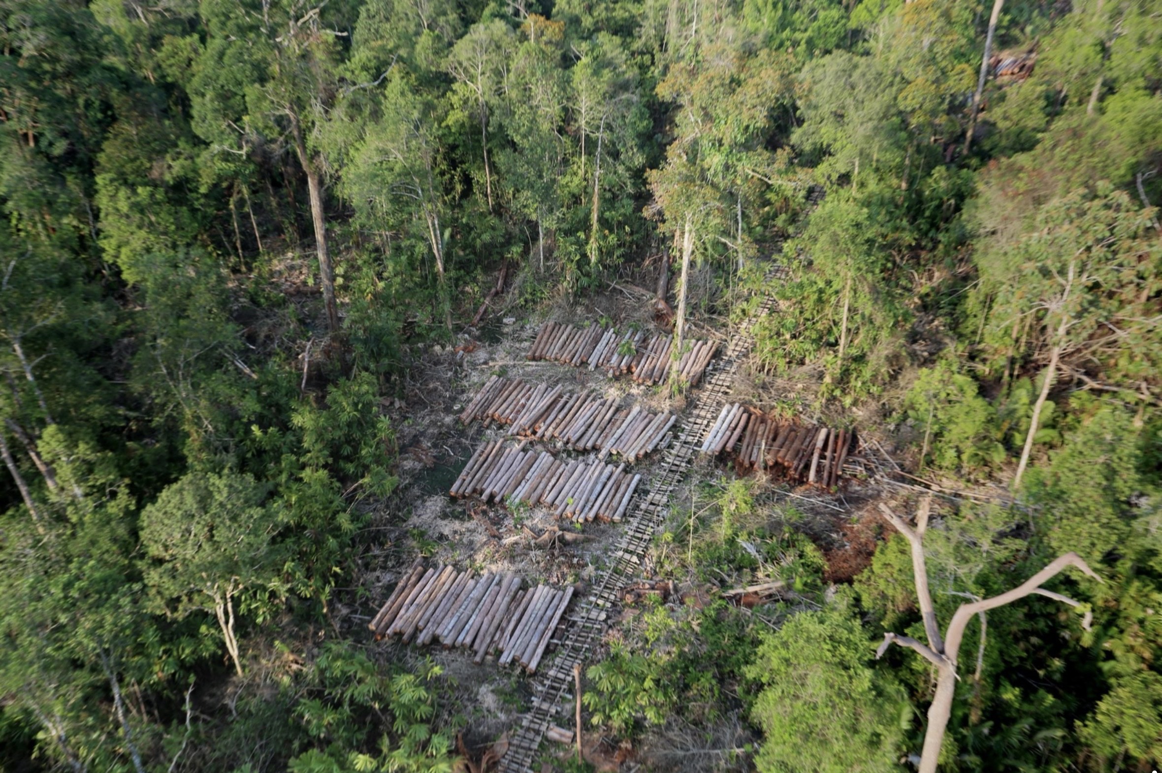 Izin 28 Perusahaan dicabut akibat Deforestasi dan penambangan