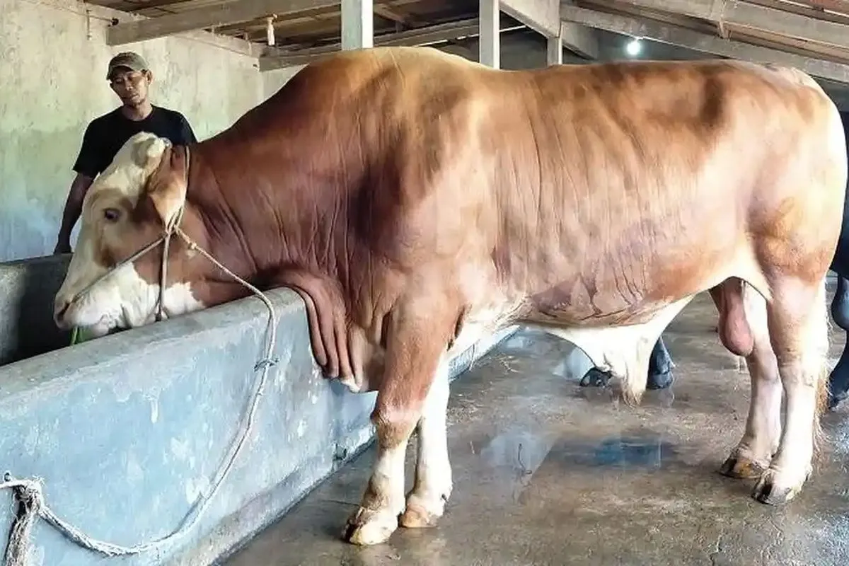 Sapi Kurban Presiden Prabowo