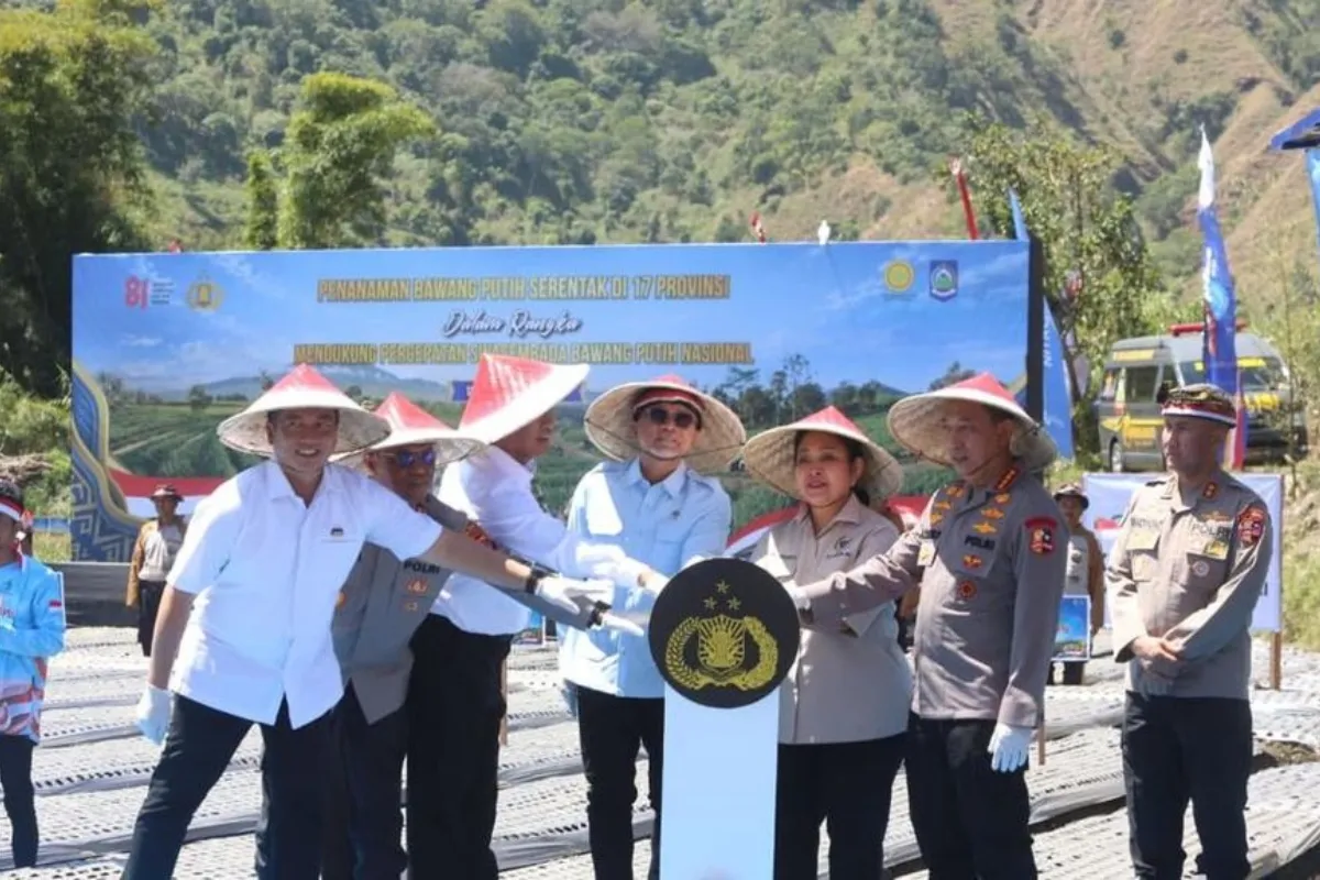Panen Raya Bawang Putih